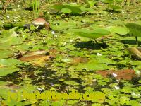 /home//u458753944/public_html/sourcegallery////Frogs/Bullfrogs 2016-08 Ontario/P8081370.JPG